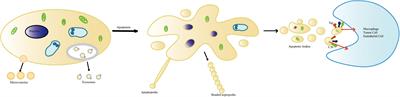 Extracellular Vesicles Derived From Apoptotic Cells: An Essential Link Between Death and Regeneration